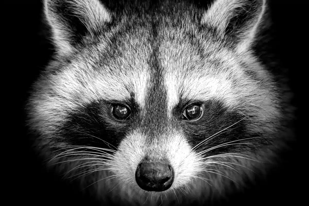 Close-up of a raccoon at a rooftop den entry