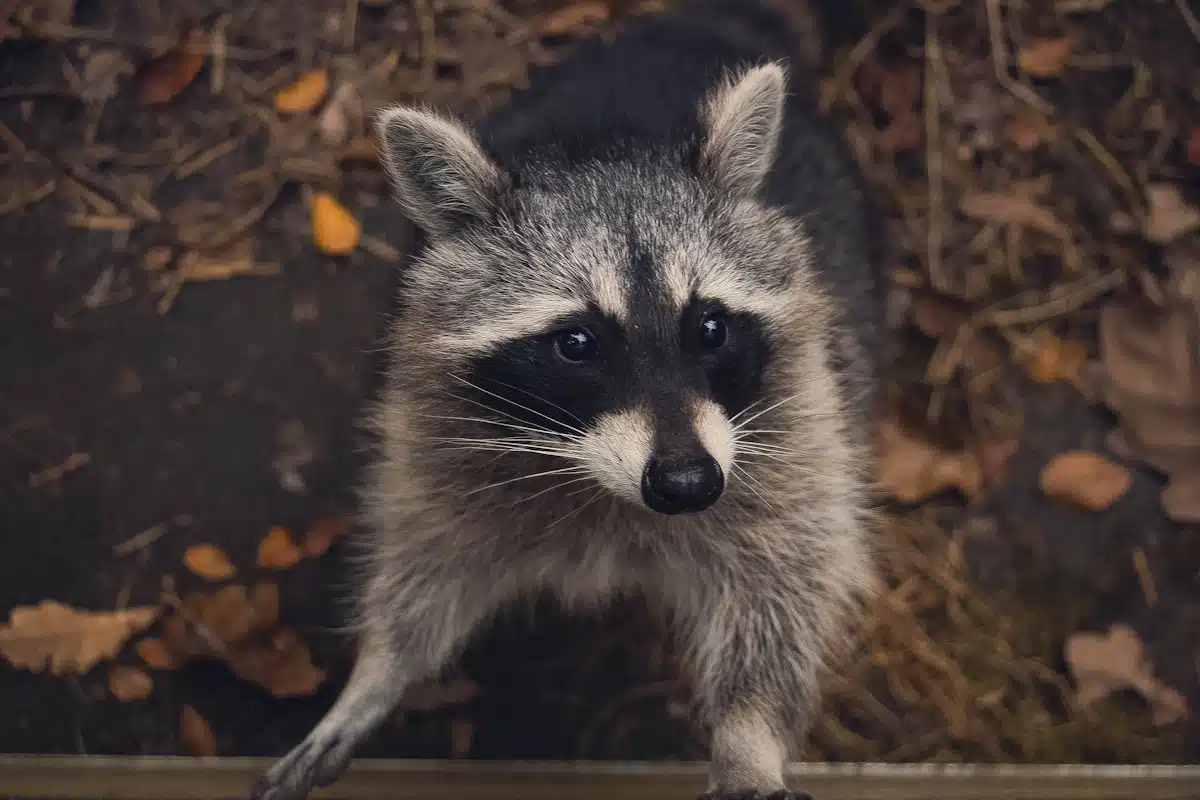 Raccoon at a structure