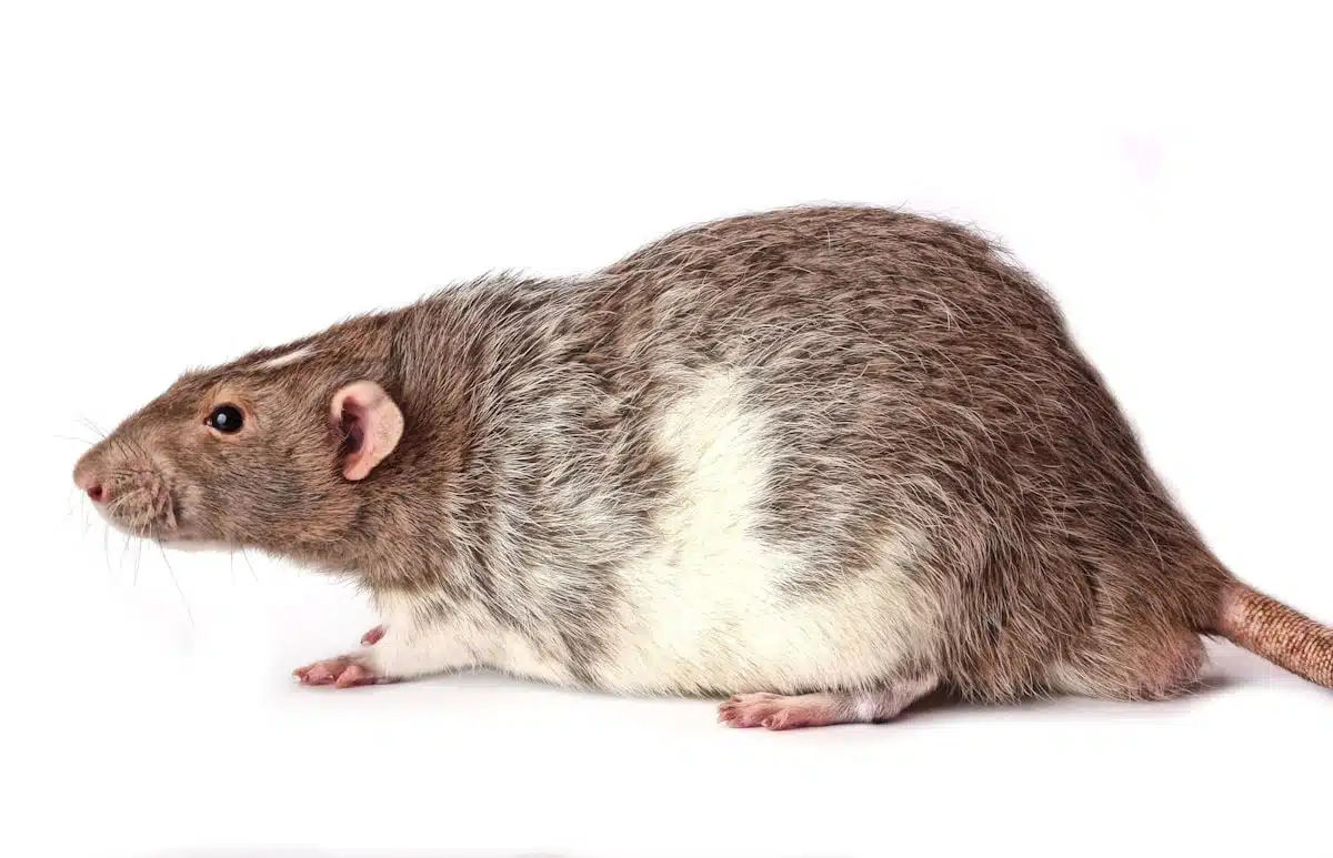 Rat close-up