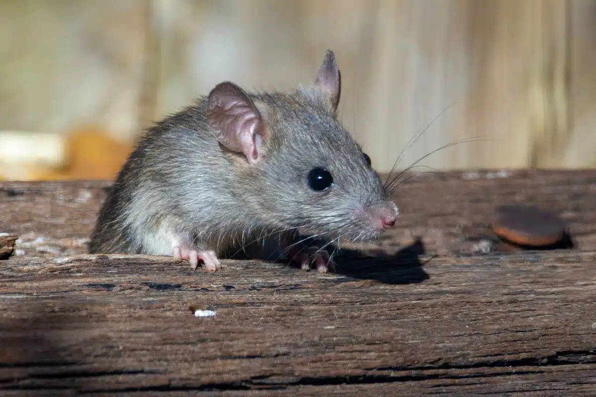 Brown rat on exposed wood near a structure