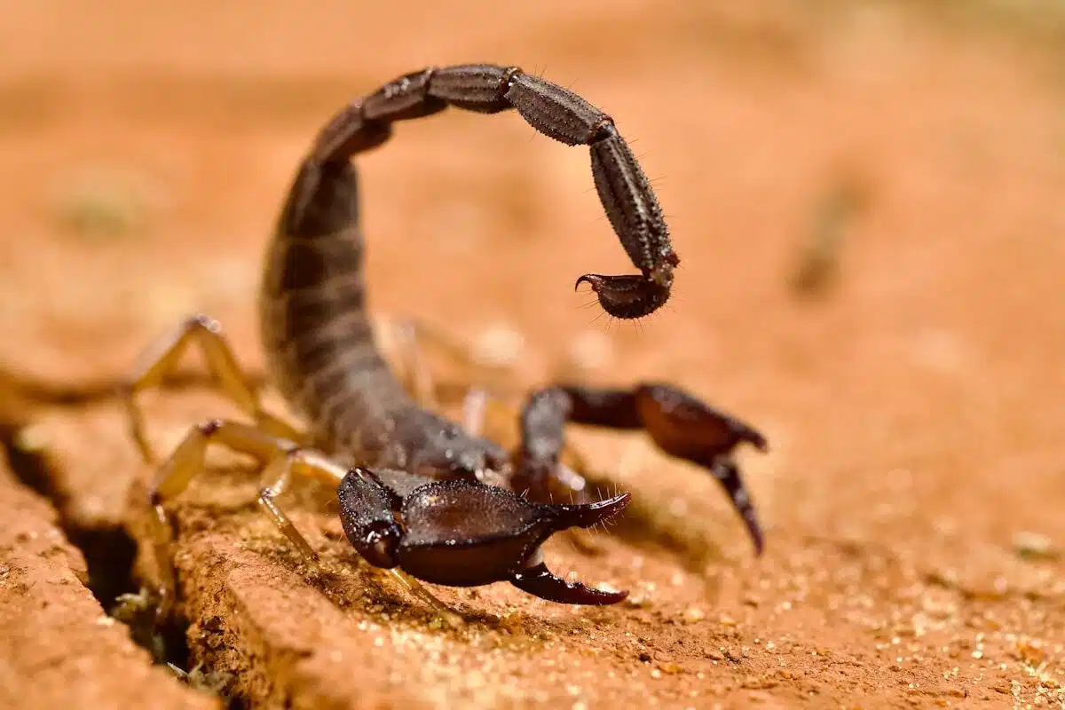 Bark scorpion on wood