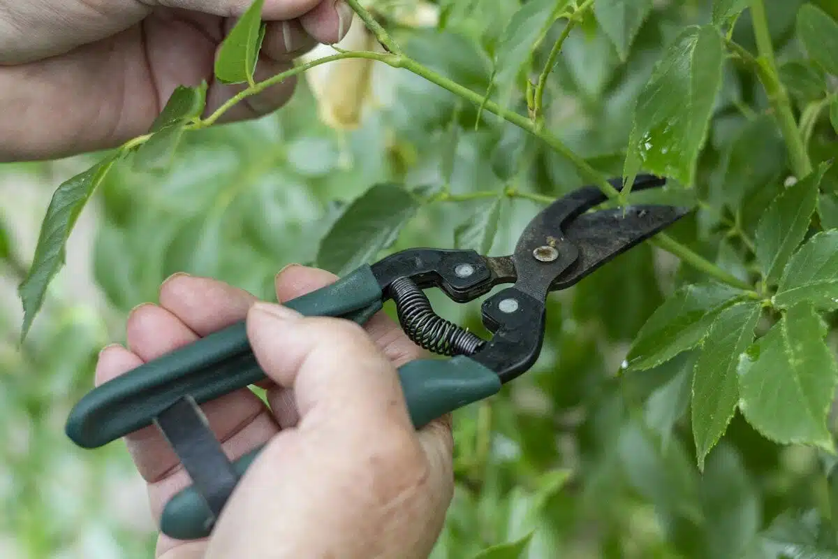 Pruning shears cutting a shrub