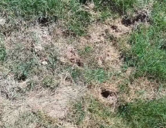 Shallow cone shaped divots dug across a lawn overnight