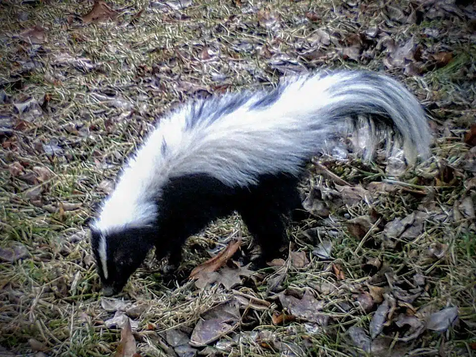 Striped skunk foraging in a lawn at dusk