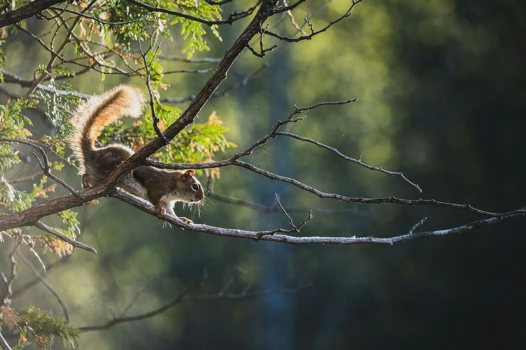 Grey squirrel on a branch beside a roofline