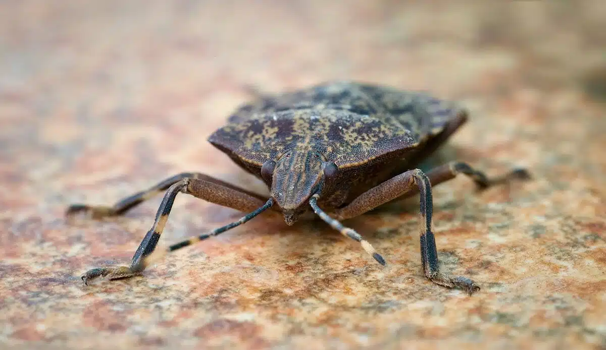 Brown marmorated stink bug close-up