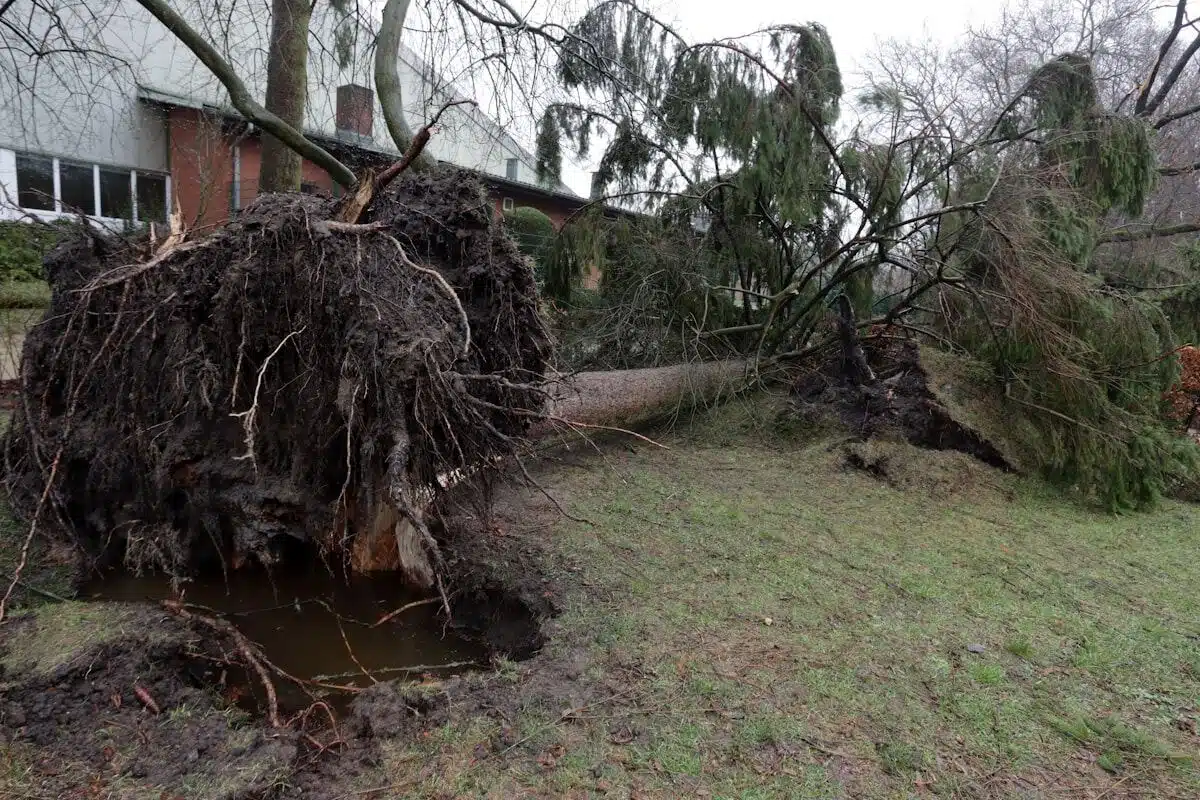 Storm-felled tree in a yard