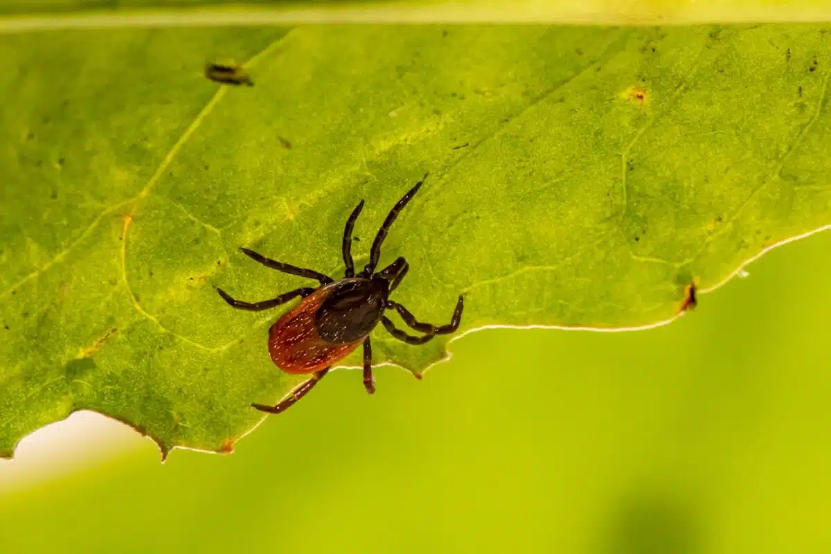 Deer tick macro