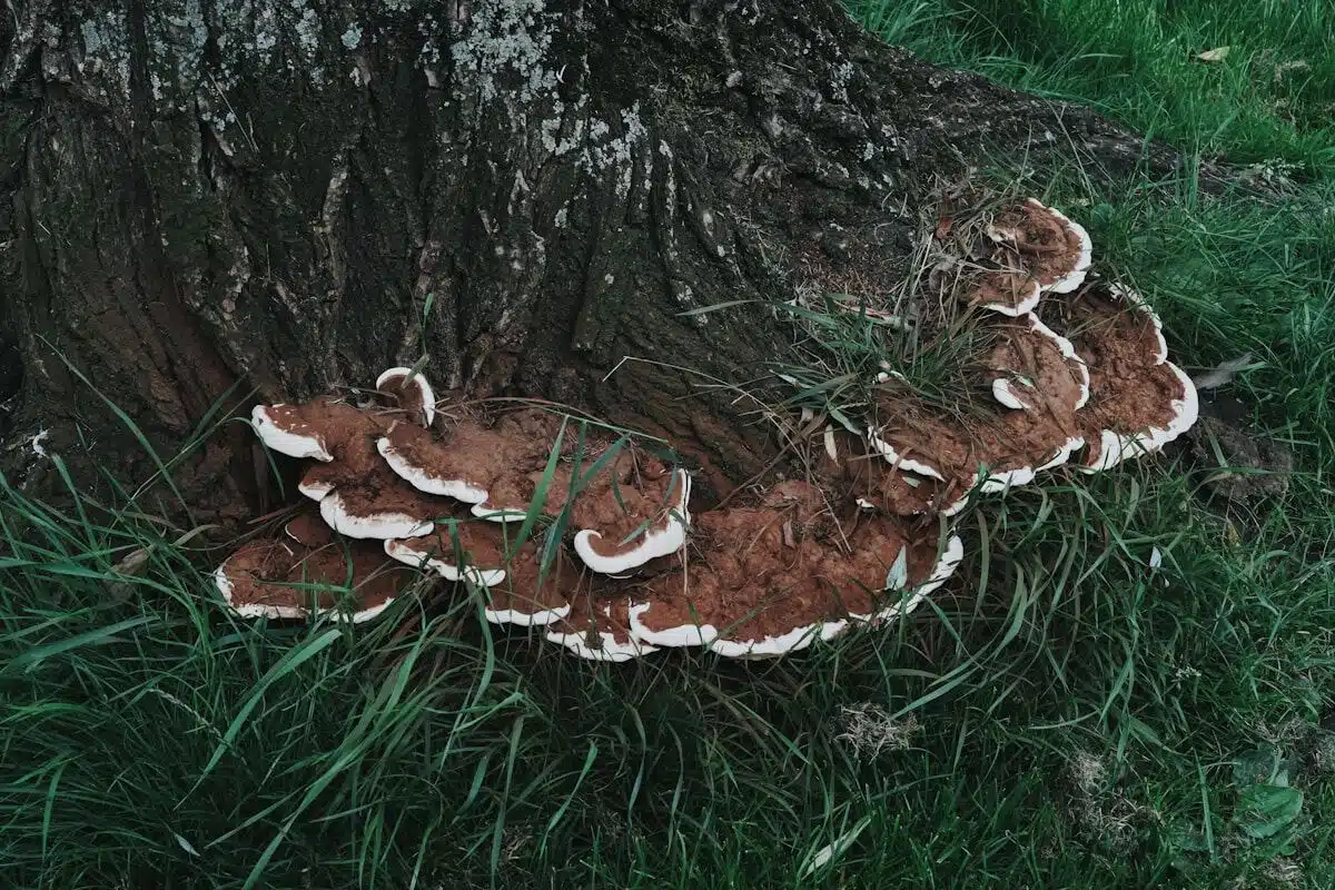 Shelf fungus on a tree trunk