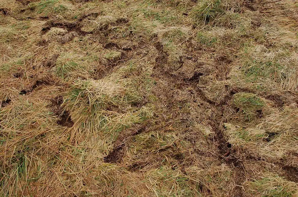 Narrow worn paths pressed into turf, joining small clean holes