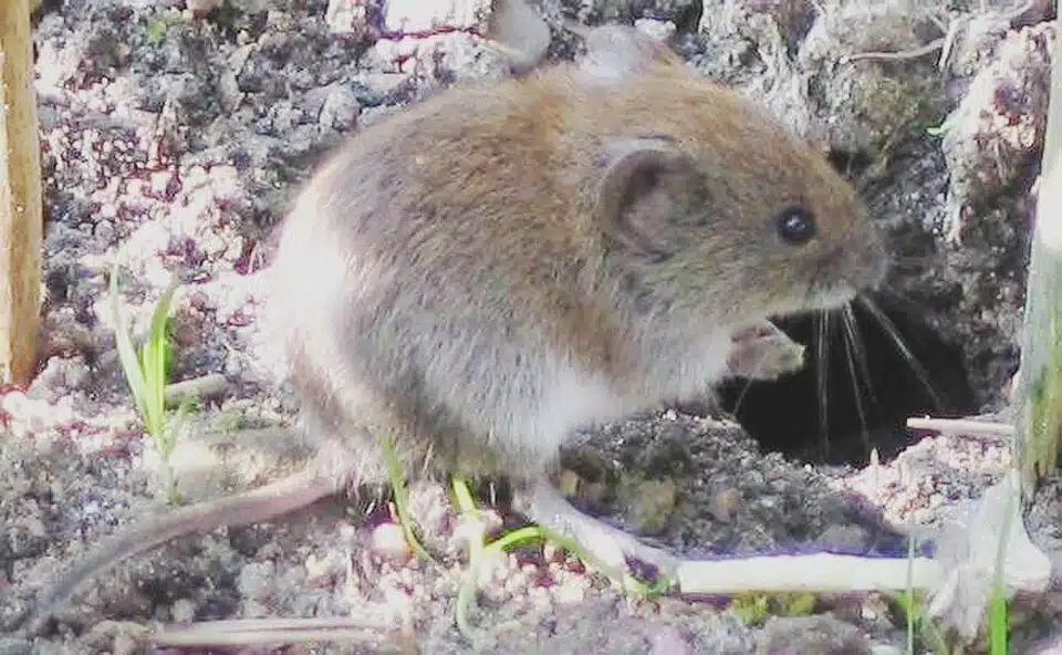 Vole beside a surface runway in grass
