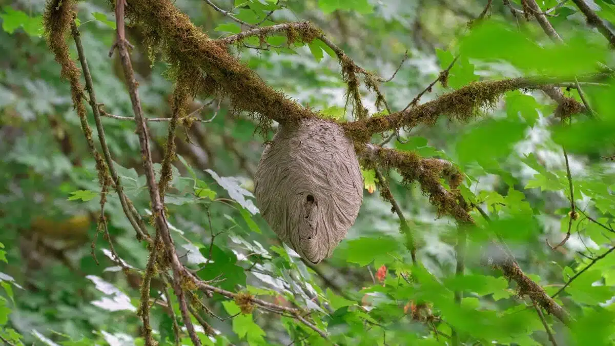 Enclosed football-shaped aerial hornet nest on a branch
